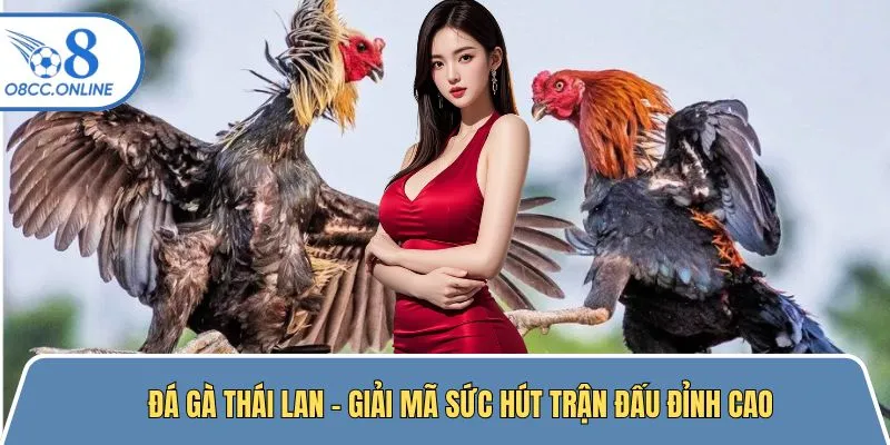 Đá Gà Thái Lan - Giải Mã Sức Hút Những Trận Đấu Đỉnh Cao